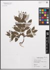 Foto von Salix caprea L. x Salix lapponum L.